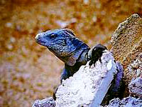 iguana-botanicgardens.jpg